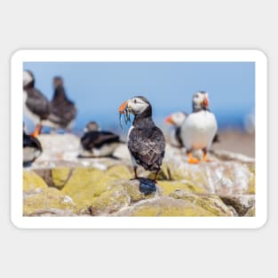 Atlantic Puffin with Sand Eels Sticker